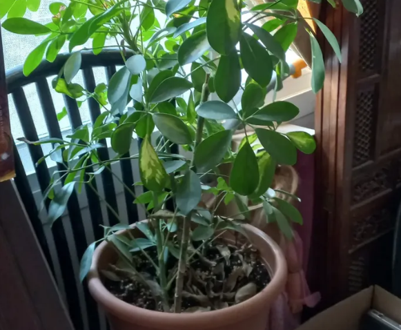 زراعة داخليه